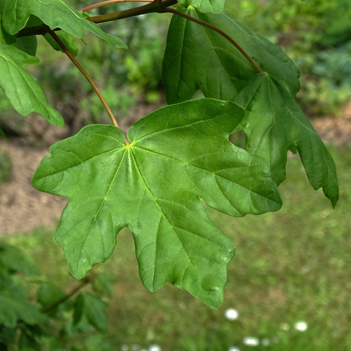 Feld-Ahorn / Acer campestre