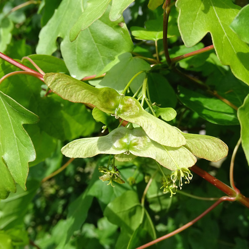 Feld-Ahorn / Acer campestre