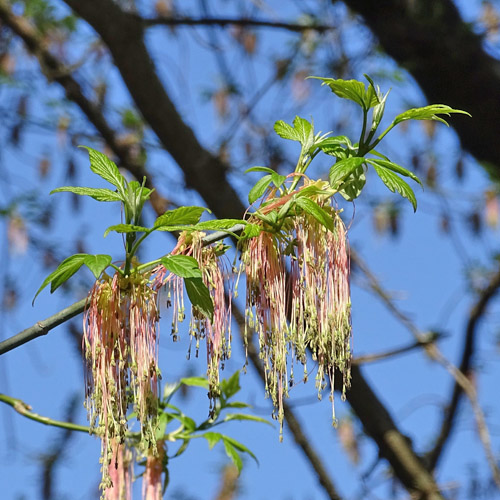 Eschen-Ahorn / Acer negundo