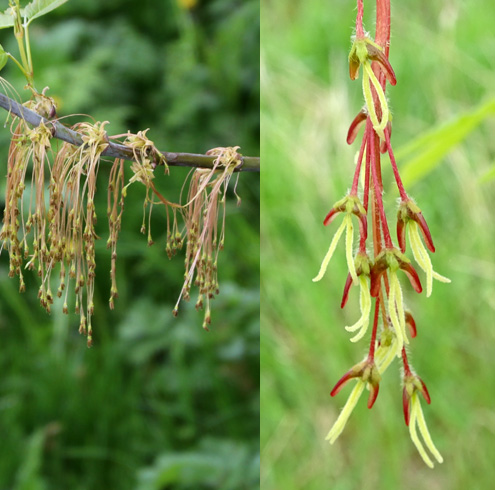 Eschen-Ahorn / Acer negundo