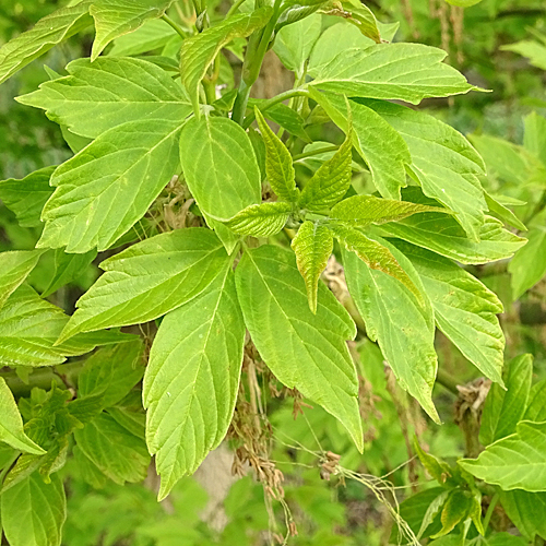 Eschen-Ahorn / Acer negundo