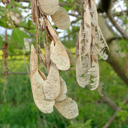 Eschen-Ahorn / Acer negundo