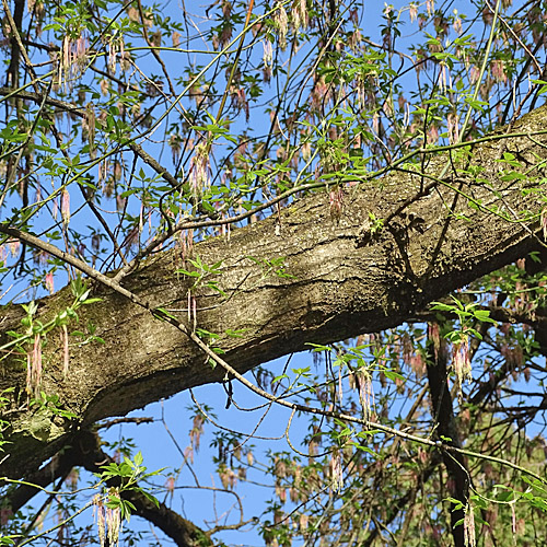 Eschen-Ahorn / Acer negundo