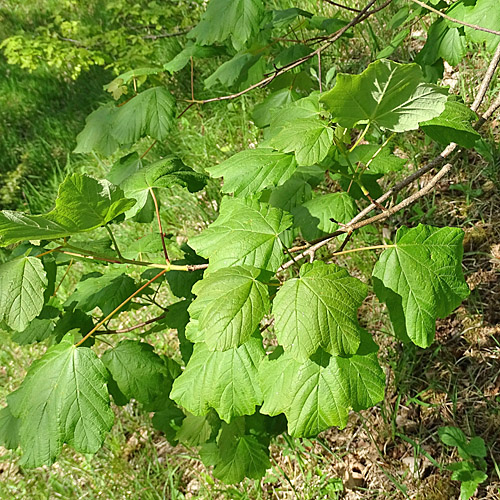 Schneeballblättriger Ahorn / Acer opalus