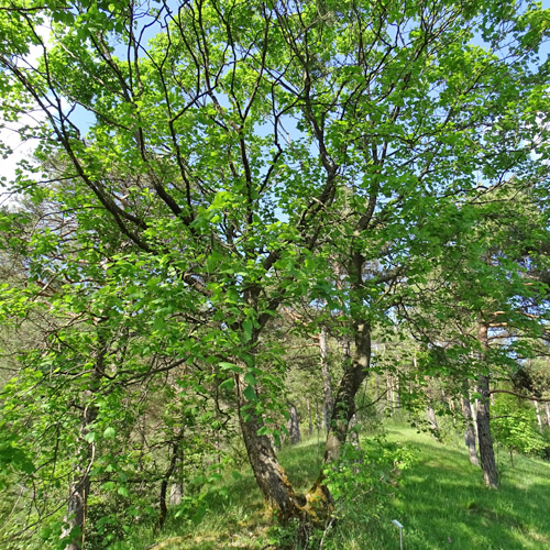 Schneeballblättriger Ahorn / Acer opalus