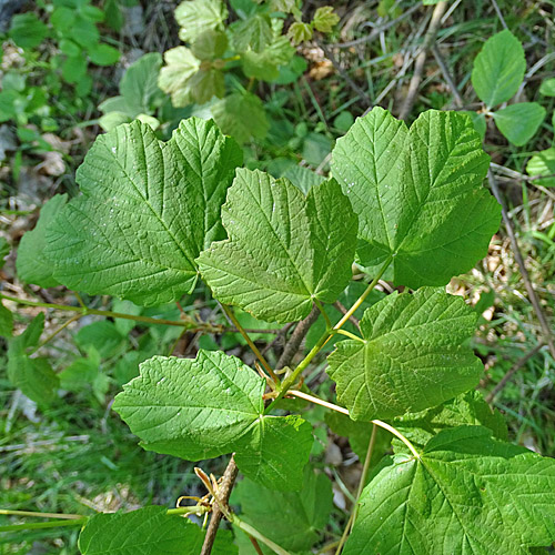 Schneeballblättriger Ahorn / Acer opalus