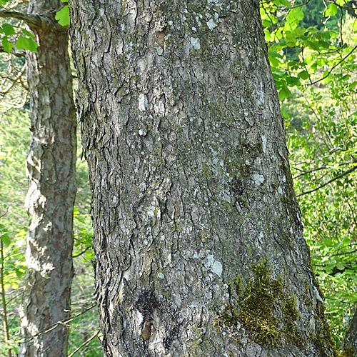 Schneeballblättriger Ahorn / Acer opalus