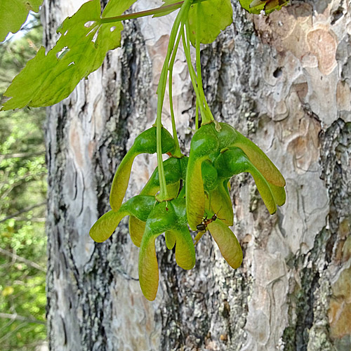 Schneeballblättriger Ahorn / Acer opalus