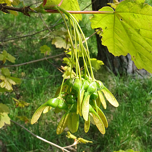 Schneeballblättriger Ahorn / Acer opalus