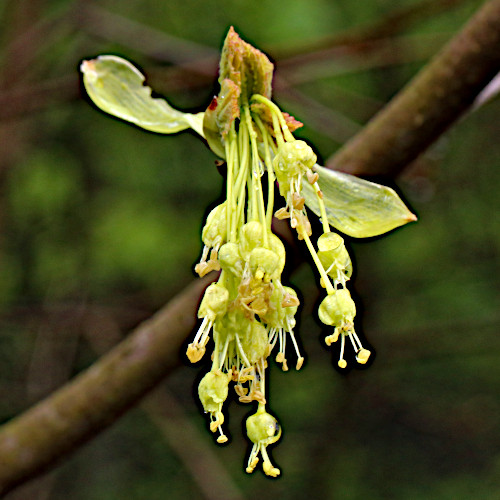 Schneeballblättriger Ahorn / Acer opalus