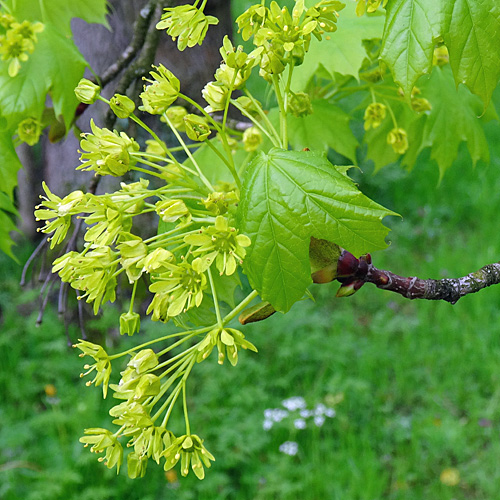 Spitz-Ahorn / Acer platanoides