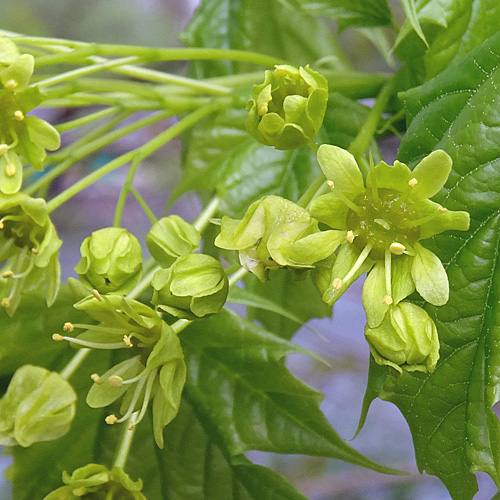 Spitz-Ahorn / Acer platanoides