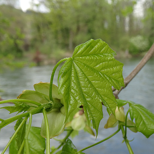 Spitz-Ahorn / Acer platanoides