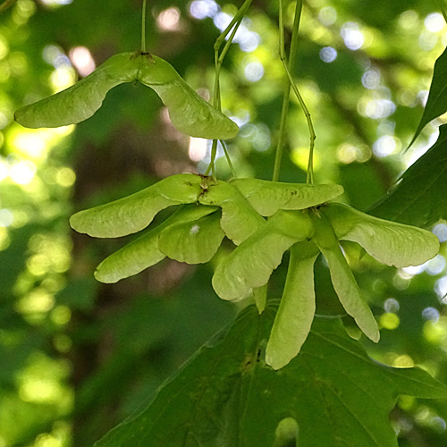 Spitz-Ahorn / Acer platanoides