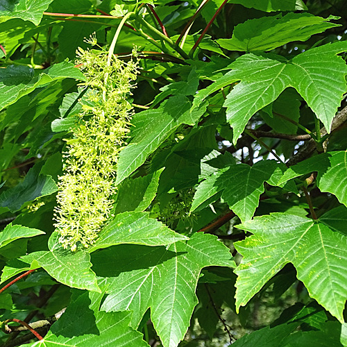 Berg-Ahorn / Acer pseudoplatanus