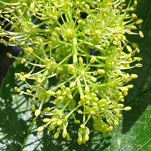 Berg-Ahorn / Acer pseudoplatanus