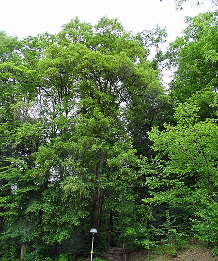 Berg-Ahorn / Acer pseudoplatanus