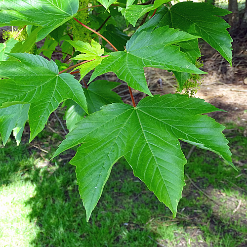 Berg-Ahorn / Acer pseudoplatanus
