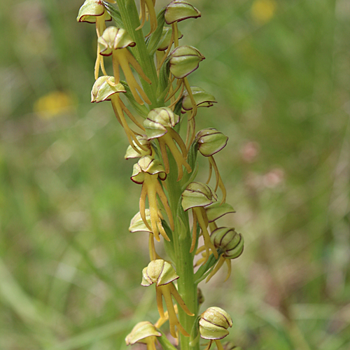 Ohnsporn / Orchis anthropophora