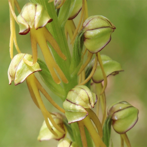 Ohnsporn / Orchis anthropophora