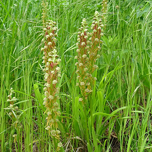 Ohnsporn / Orchis anthropophora