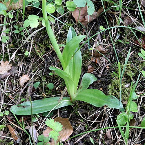 Ohnsporn / Orchis anthropophora