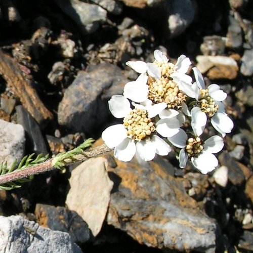 Schwarze Schafgarbe / Achillea atrata