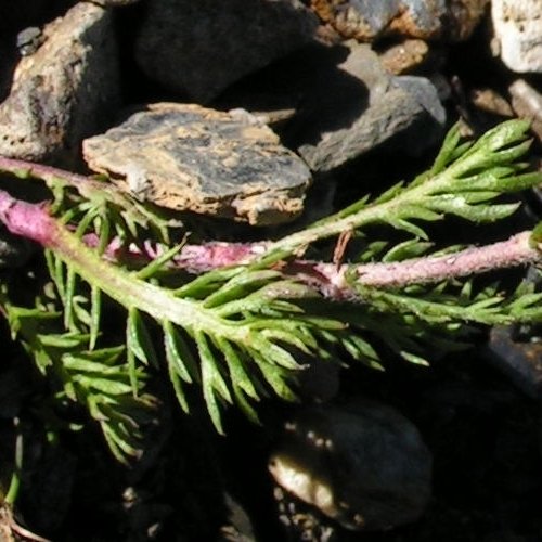 Schwarze Schafgarbe / Achillea atrata