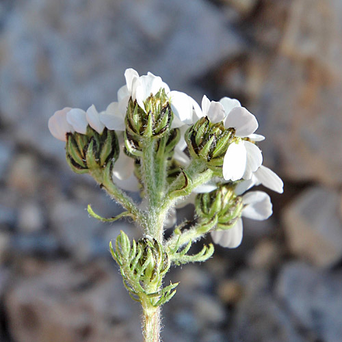 Schwarze Schafgarbe / Achillea atrata