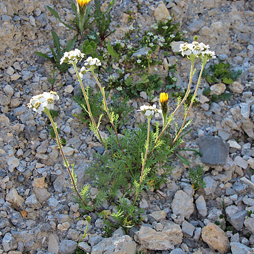 Schwarze Schafgarbe / Achillea atrata