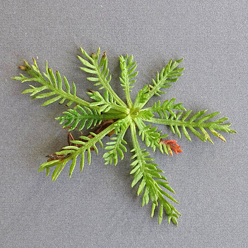 Moschus-Schafgarbe / Achillea erba-rotta ssp. moschata