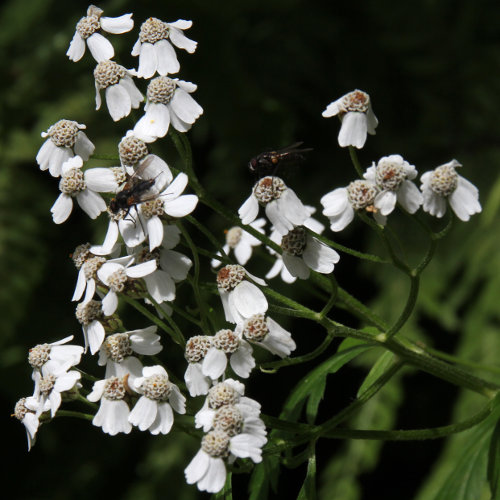 Grossblättrige Schafgarbe / Achillea macrophylla