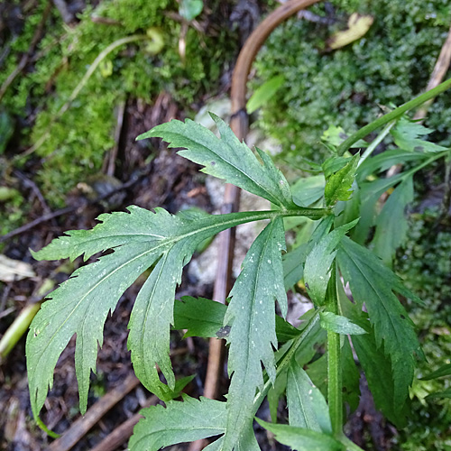 Grossblättrige Schafgarbe / Achillea macrophylla