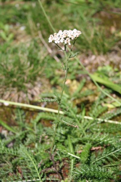 Gemeine Schafgarbe / Achillea millefolium