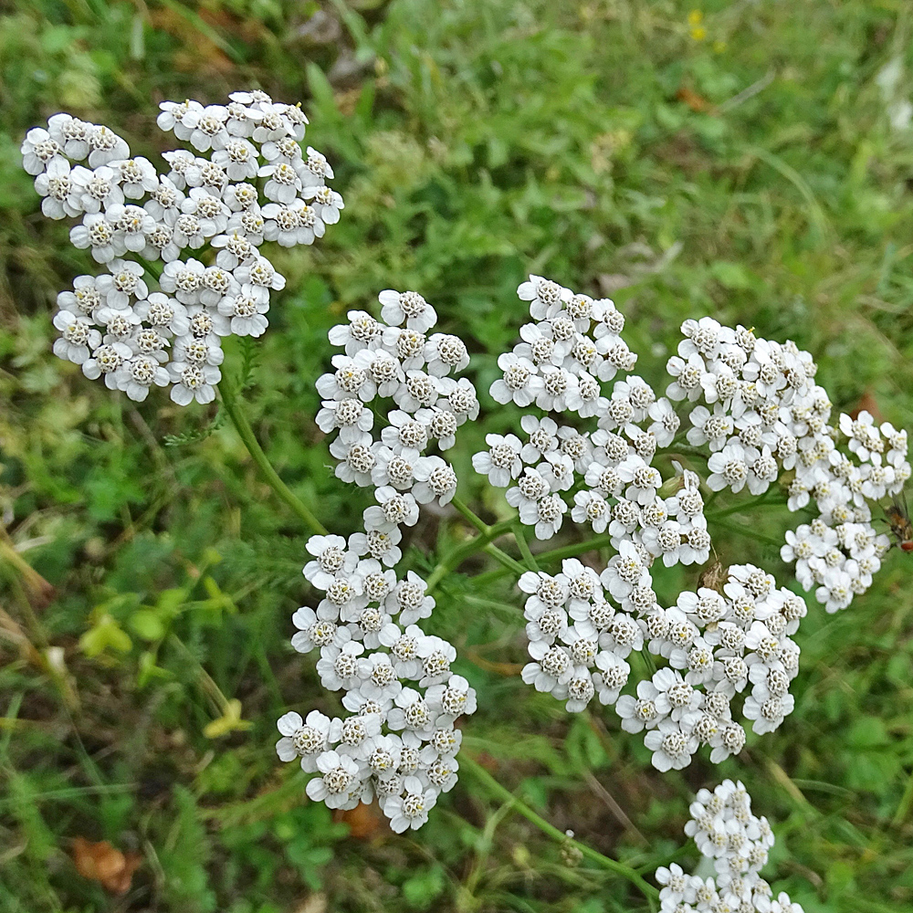 Gemeine Schafgarbe / Achillea millefolium