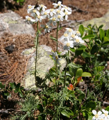 Moschus-Schafgarbe / Achillea erba-rotta ssp. moschata