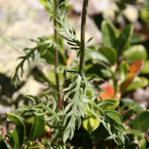 Moschus-Schafgarbe / Achillea erba-rotta ssp. moschata