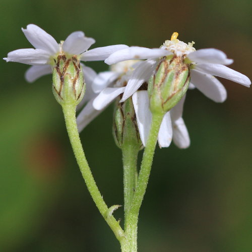 Moschus-Schafgarbe / Achillea erba-rotta ssp. moschata