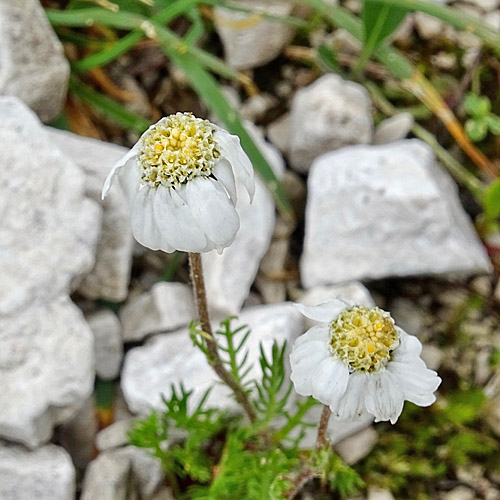 Dolomiten-Schafgarbe / Achillea oxyloba