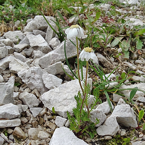 Dolomiten-Schafgarbe / Achillea oxyloba