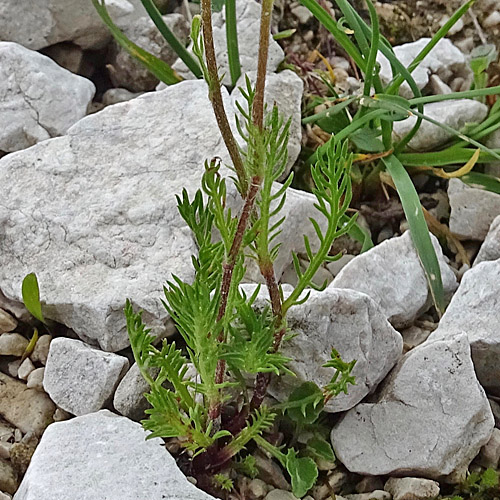 Dolomiten-Schafgarbe / Achillea oxyloba