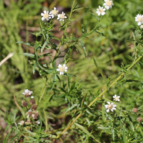 Sumpf-Schafgarbe / Achillea ptarmica