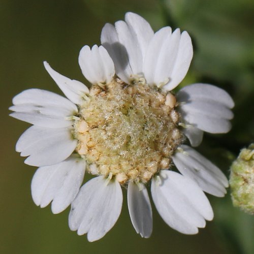 Sumpf-Schafgarbe / Achillea ptarmica