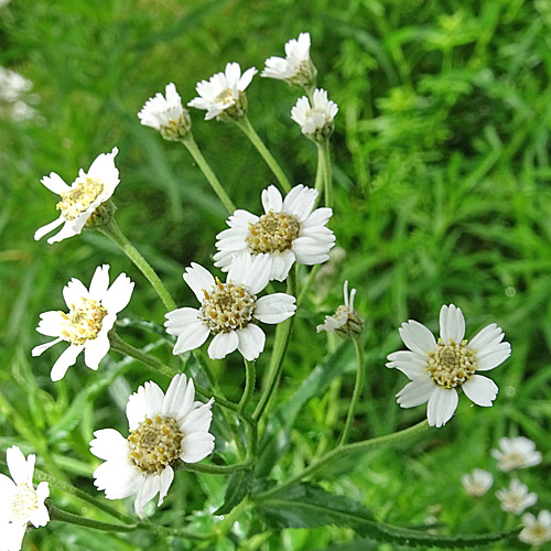 Sumpf-Schafgarbe / Achillea ptarmica