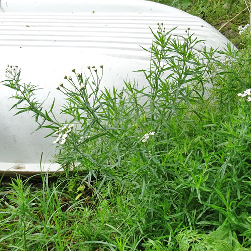 Sumpf-Schafgarbe / Achillea ptarmica