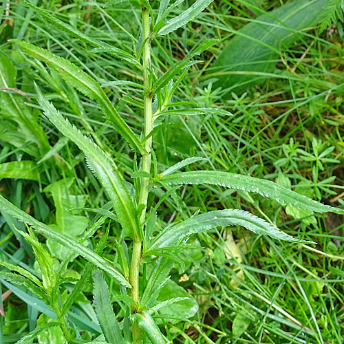 Sumpf-Schafgarbe / Achillea ptarmica