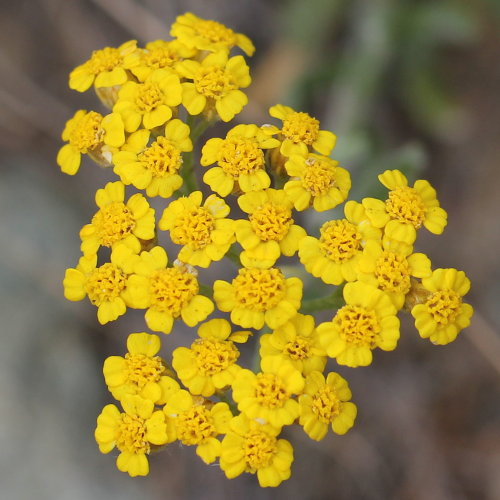 Gelbe Schafgarbe / Achillea tomentosa