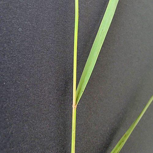 Raugras / Achnatherum calamagrostis