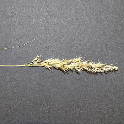 Raugras / Achnatherum calamagrostis