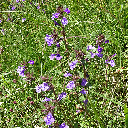 Alpen-Steinquendel / Acinos alpinus